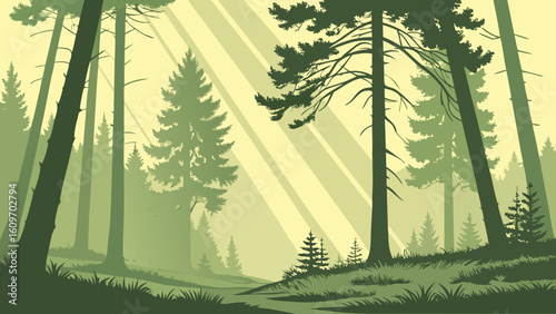 Sunbeams filter through a dense forest of pine trees