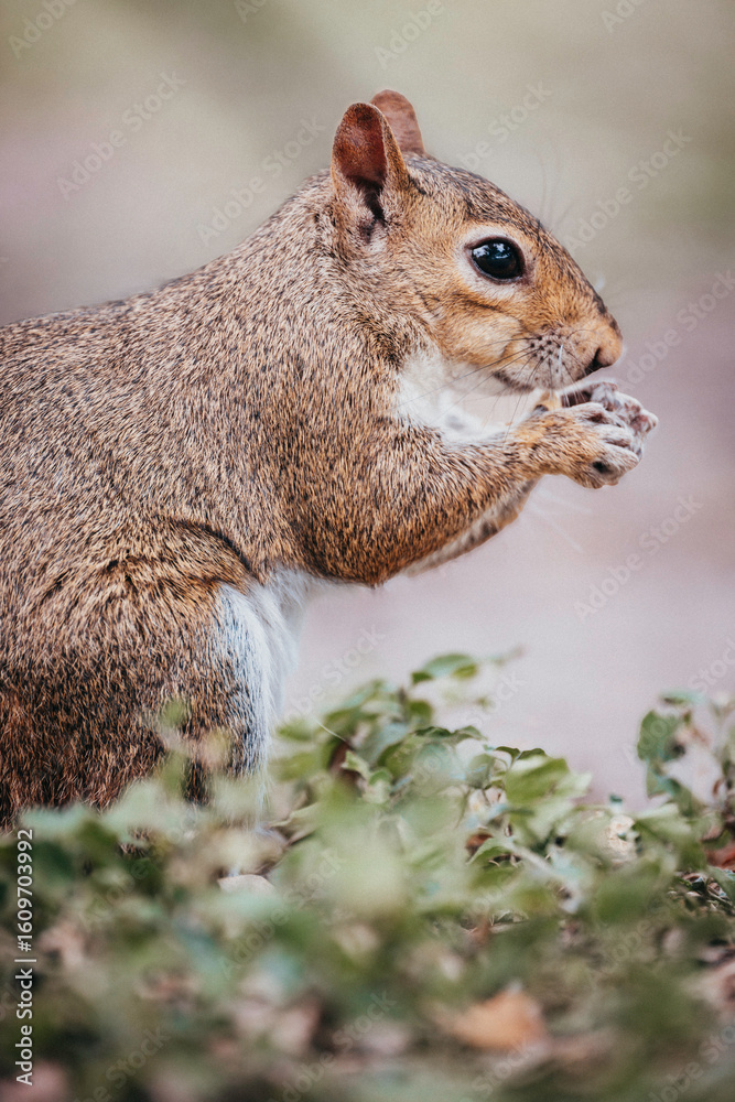 Obraz premium squirrel eating nut with background bokeh effect