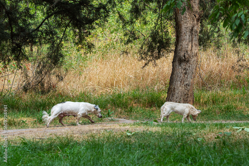 Fototapeta premium Two shaggy dirty mongrel stray dogs, white in color with dark spots, similar to each other, walk one after the other along the road, one of the dogs has swollen mammary glands - a nursing mother dog.
