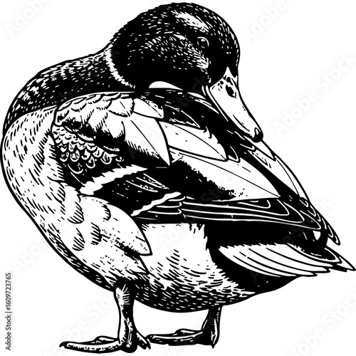 Rustic woodcut style illustration of a duck preening, vintage animal art, black and white wildlife engraving, traditional waterfowl artwork.