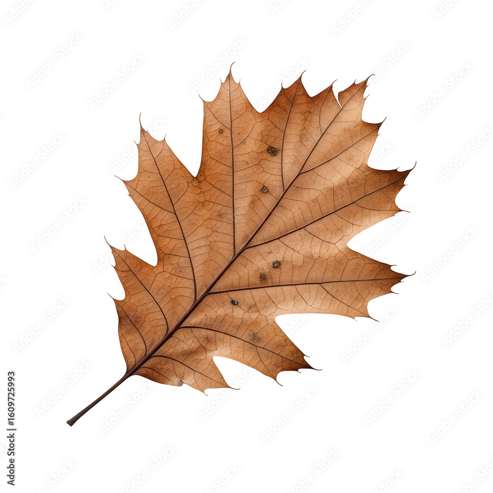 Obraz premium Dried oak leaf on black background