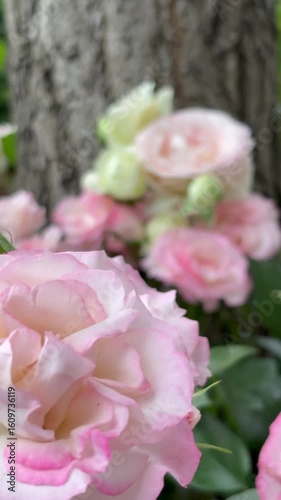 Dolly out shot of excellent white and pale pink roses