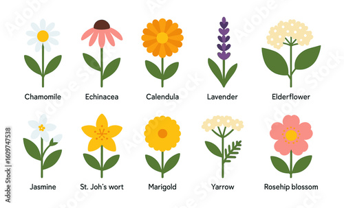 Colorful medicinal herb collection with floral names in flat design