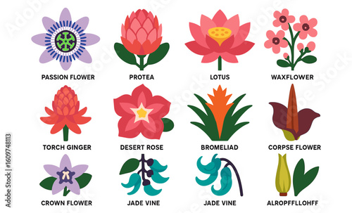 Colorful floral collection featuring diverse botanical blooms