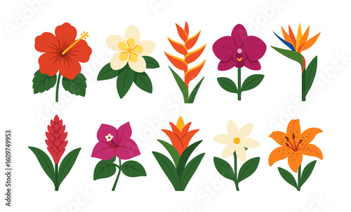 Colorful tropical floral collection: hibiscus, orchids, and exotic blooms
