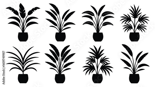 Collection of various potted house plants silhouette set in graphic illustration style black and white