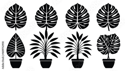 Collection of various potted house plants silhouette set in graphic illustration style black and white