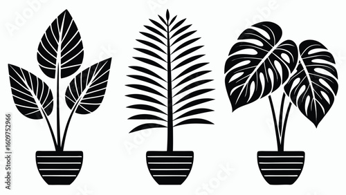 Collection of various potted house plants silhouette set in graphic illustration style black and white