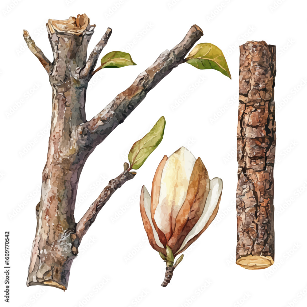 A hand-drawn illustration painting of a magnolia bark set in soft watercolor style, featuring delicate brush strokes, isolated on a white background, artistic, painted design, EPS format, plant set