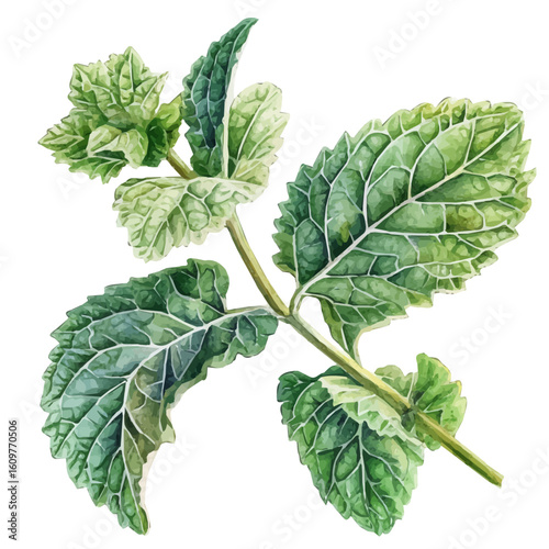 A hand-drawn illustration painting of a horehound leaves set in soft watercolor style, featuring delicate brush strokes, isolated on a white background, artistic, painted design, EPS format, fruit set