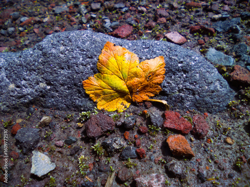 Autumn leaves on the ground dragged by a dried river.