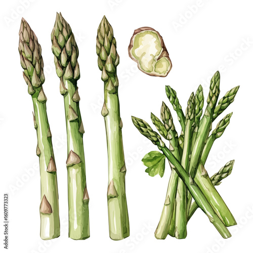 A hand-drawn illustration painting of a asparagus set in soft watercolor style, featuring delicate brush strokes, isolated on a white background, artistic, painted design, EPS format