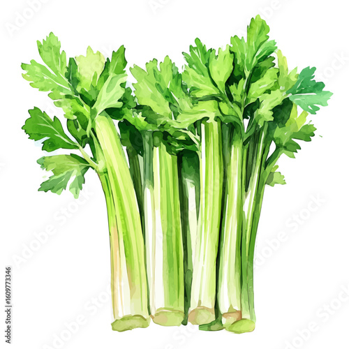 A hand-drawn illustration painting of a celery set in soft watercolor style, featuring delicate brush strokes, isolated on a white background, artistic, painted design, EPS format, vegetable set