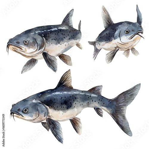 A hand-drawn illustration painting of a catfish set in soft watercolor style, featuring delicate brush strokes, isolated on a white background, artistic, painted design, EPS format, fish set