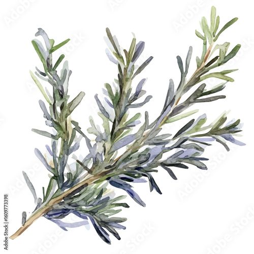 A hand-drawn illustration painting of a dried rosemary set in soft watercolor style, featuring delicate brush strokes, isolated on a white background, artistic, painted design, EPS format, herb set