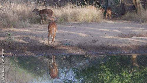 a female nyala antelope turns and walks away from a waterhole of kruger national park in south africa