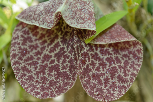macro view of a Dutchman's Pipe flower(Aristolochia) at the conservatory