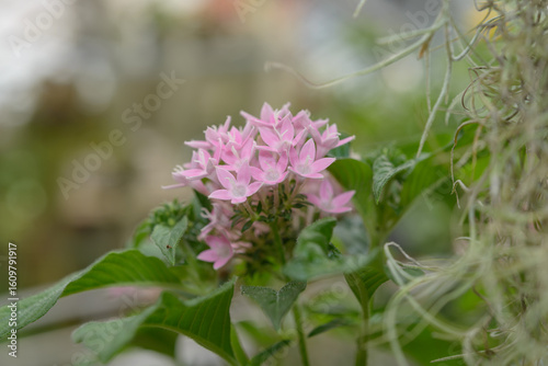 close-up of Pentas (also known as Pentas lanceolata) on a defocused background