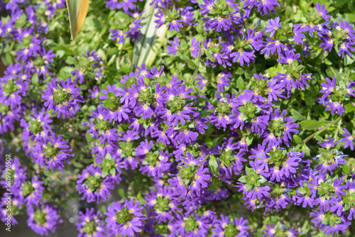 field of potted blue violet surdiva or scaevola aemula 