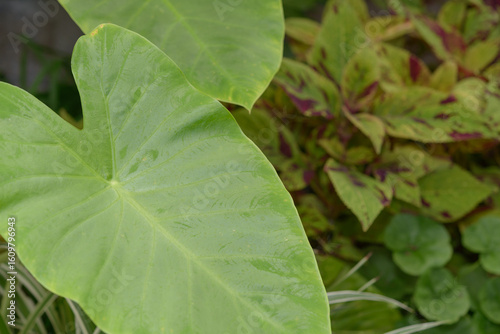 philodendron foliage with coleus leaves at the conservatory
