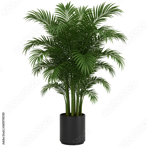 Elegant tropical palm tree in a contemporary black pot. An isolated indoor houseplant for modern interior decoration concepts.
