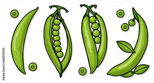 peas vector illustration