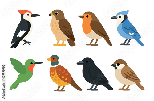 Forest Birds Icons. Flat vector mini-illustrations forest birds in colors children's illustrations: woodpecker
