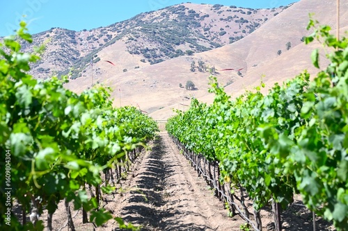 Vineyard in Tehachapi, California in summer.