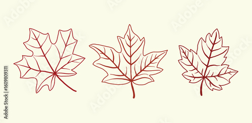 Collection of simplicity maple leaf freehand drawing flat design vector