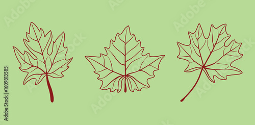 Collection of simplicity maple leaf freehand drawing flat design vector
