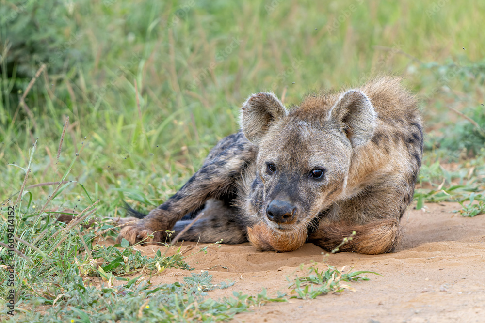 Fototapeta premium Spotted Hyena (Crocuta crocuta), also known as the laughing hyena, hanging around in KMadikwe Game Reserve in South Africa
