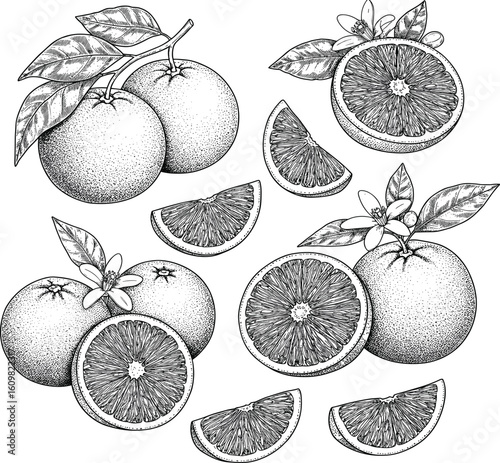 Vintage hand-drawn orange fruit illustration set with leaves, flowers, slices, and whole citrus, isolated on white background, botanical sketch for juice label or packaging design.