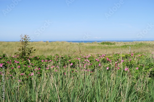 Wallpaper Mural Oberhalb der Ostseeküste befindet sich in Wustrow auf dem Fischland in Deutschland diese Dünenlandschaft mit blühenden Hundsrosen und im Hintergrund mit Strandhafer. Torontodigital.ca