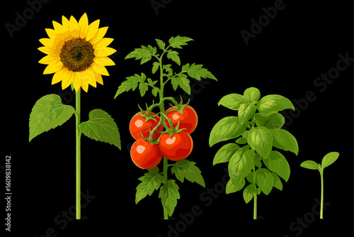 Sunflower, tomato, basil, and seedling on black background
