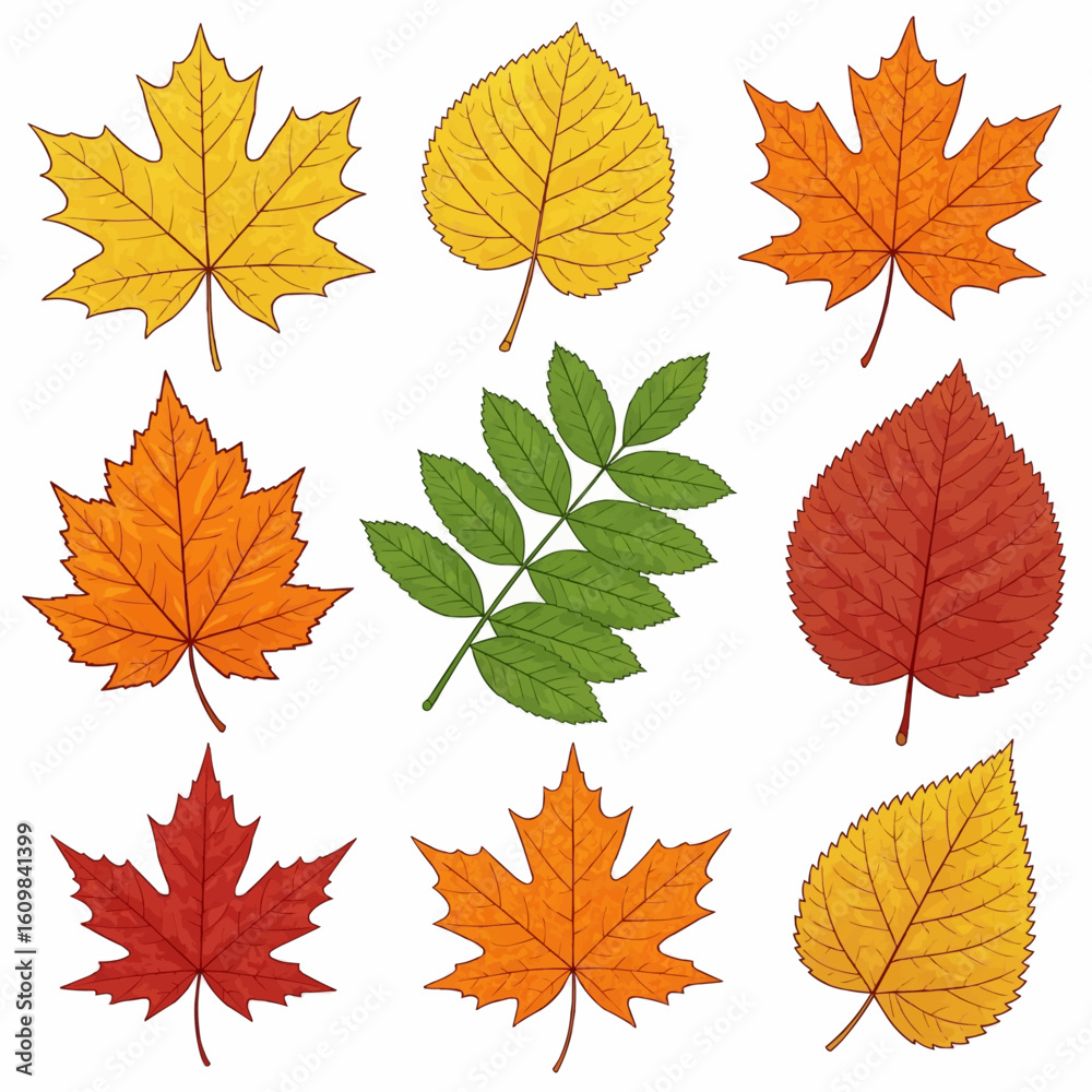 Fototapeta premium Autumn Leaf Collection, Colorful Fall Leaves, Various Leaf Types