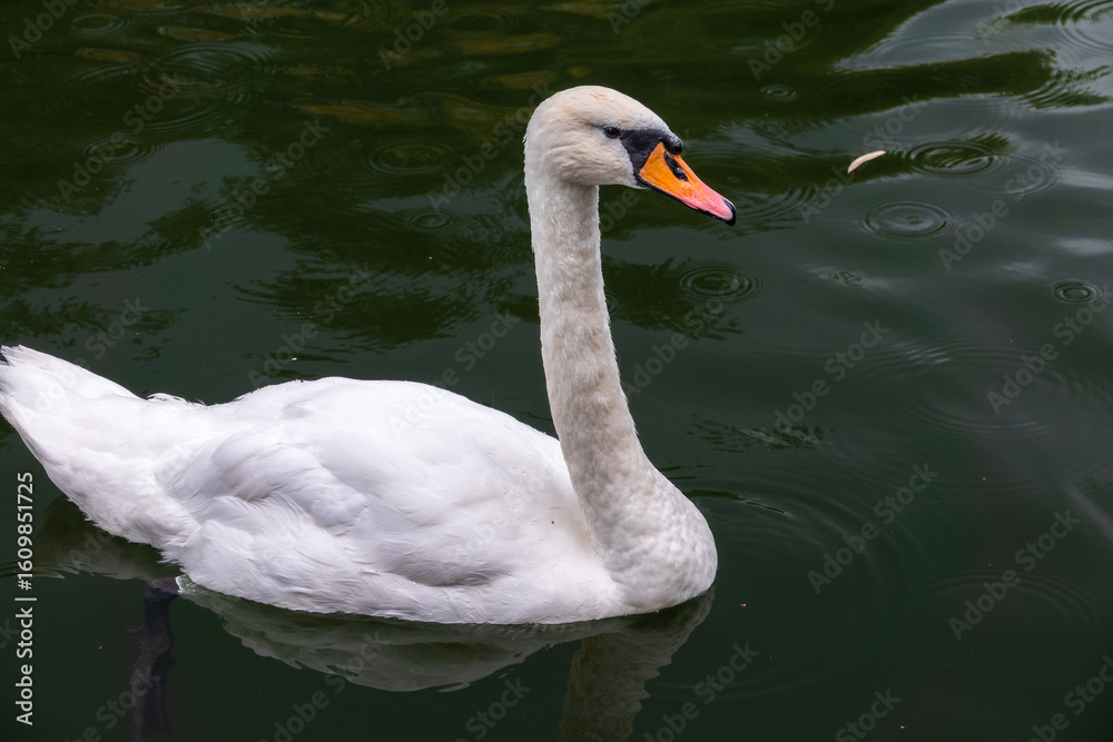 Fototapeta premium A graceful white swan swimming on a lake with dark water. The white swan is reflected in the water
