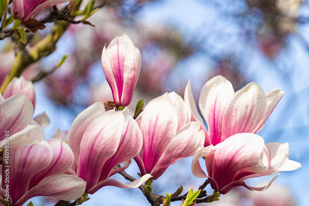 Fototapeta premium Pink blooming magnolias in the spring garden