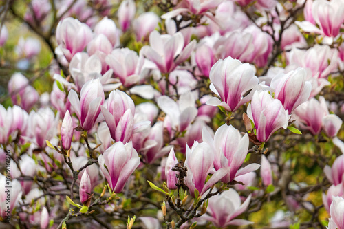Pink blooming magnolias in the spring garden	