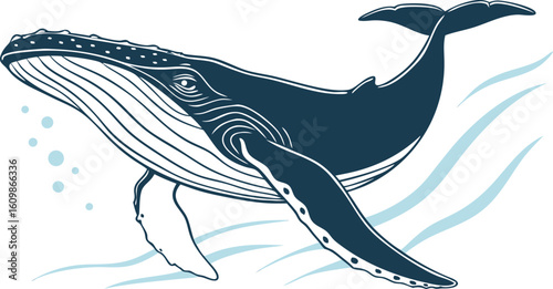 vector illustration of a dolphin