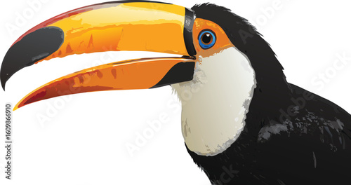 toucan bird on a white background