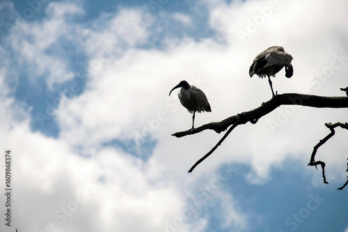 Australian White Ibis (Threskiornis molucca)