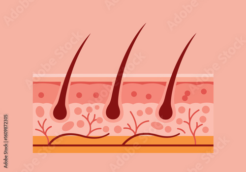 Discover the intricate cross-section of skin and hair follicles, revealing the vital structures beneath the surface for scientific and medical understanding.