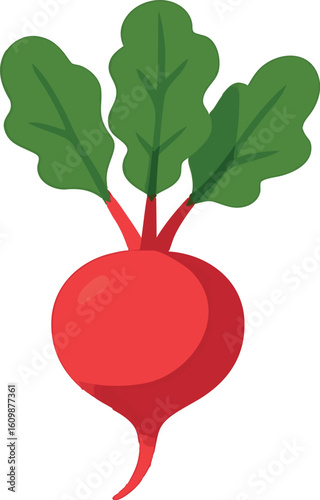 Flat vector radish with bright red root and leafy green top