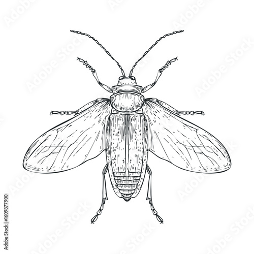 Detailed sketch of a beetle for educational purposes