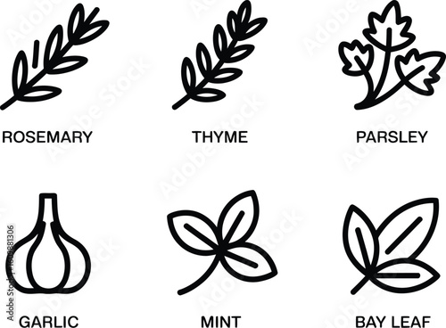 Hand drawn culinary herbs and garlic collection for cooking and seasoning