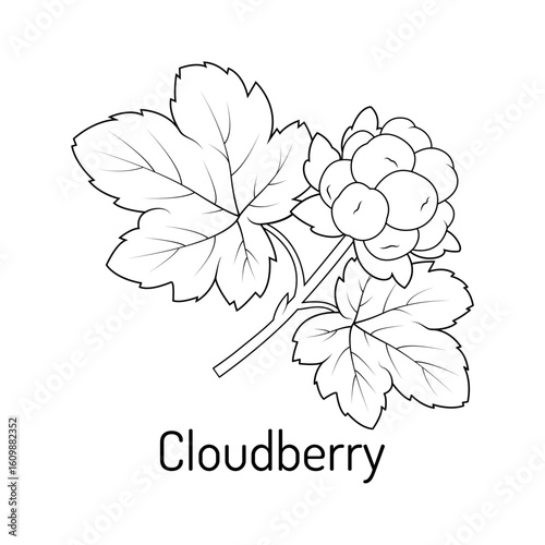 Botanical vector illustration of cloudberry with leaves. Black and white outline style perfect for coloring books, herbal designs, packaging, and educational materials.