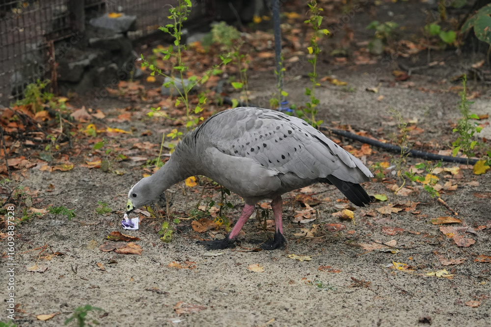 Obraz premium A wild goose foraging in a park during autumn among fallen leaves