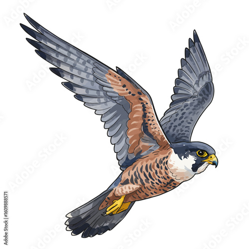 Dynamic Peregrine Falcon Flying Isolated Wildlife Bird of Prey Illustration