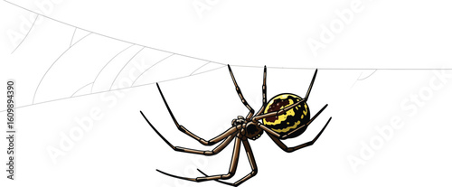 Black and yellow spider hanging on web with detailed legs and body design vector illustration