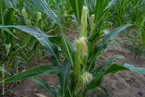 Maisfeld im Juli